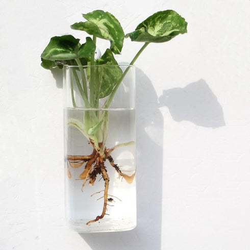 Bubbly™ Hydroponic Vases